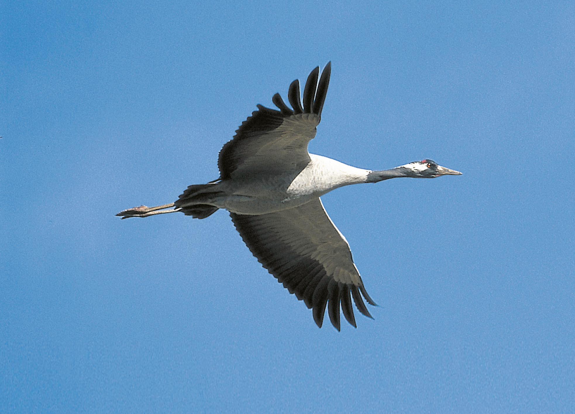 Lufthansa supports numerous nature conservation projects aimed at protecting the breeding and resting grounds of cranes.
