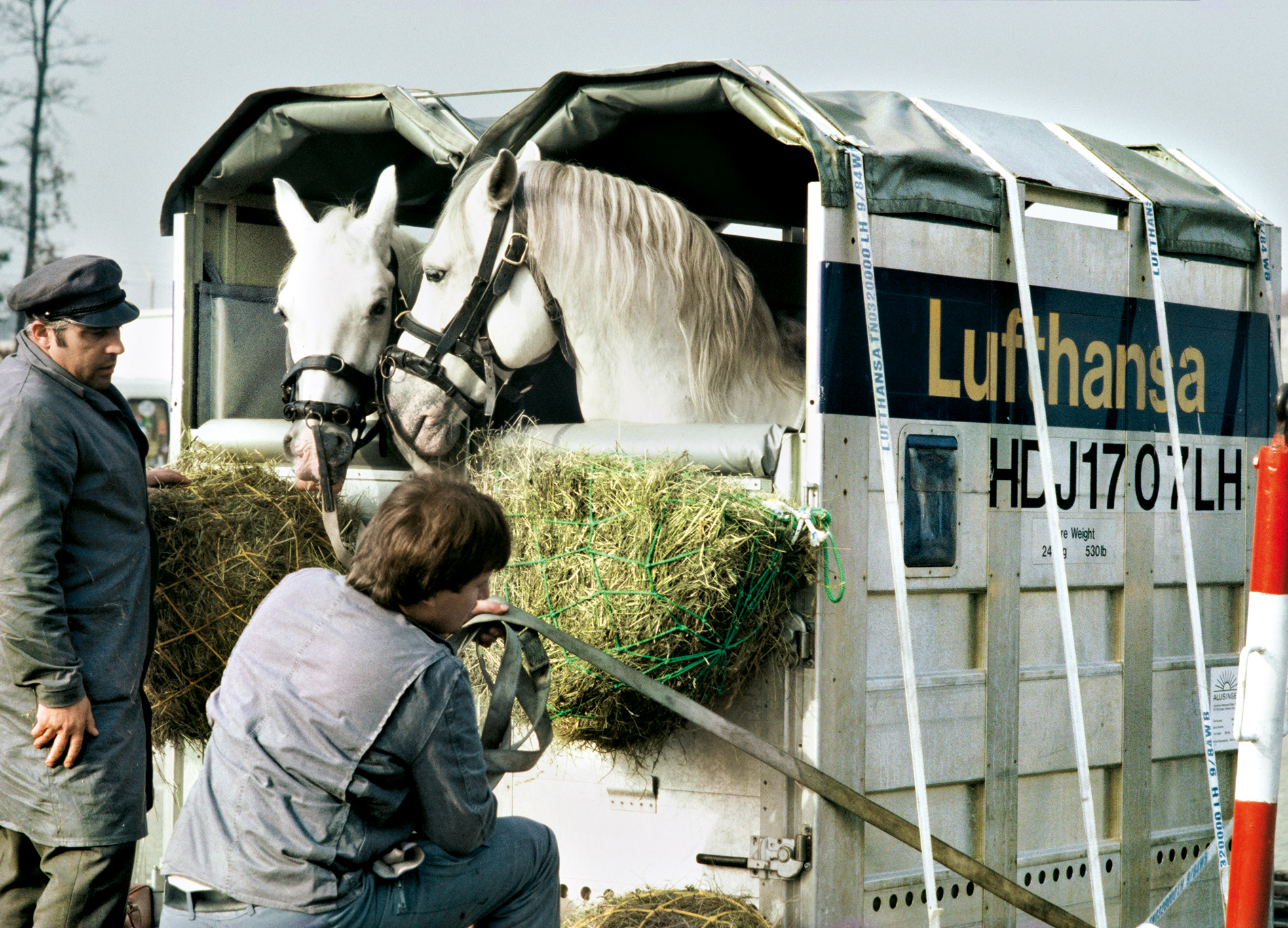 Welcome guests: Lufthansa specializes in transporting animals in general, and horses in particular.